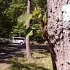 This photo is from the road. You can clearly seethe blue blaze, the parking spots and that boulder seen just to the left of the tree is the trail head.