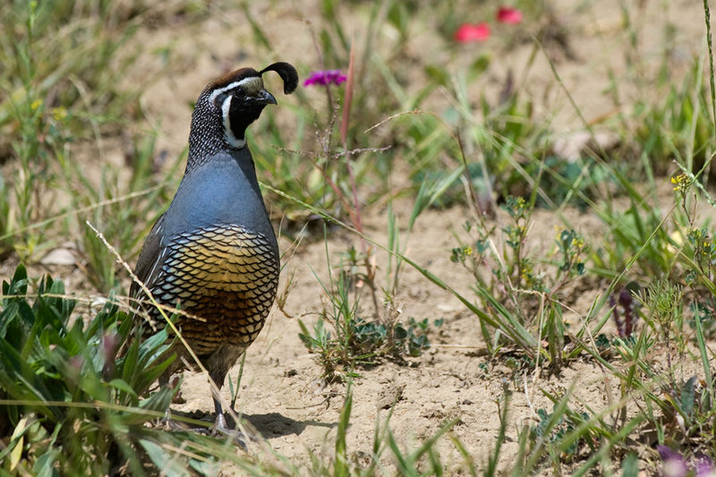 California Quail (Callipepla californica)