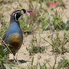 California Quail (Callipepla californica)