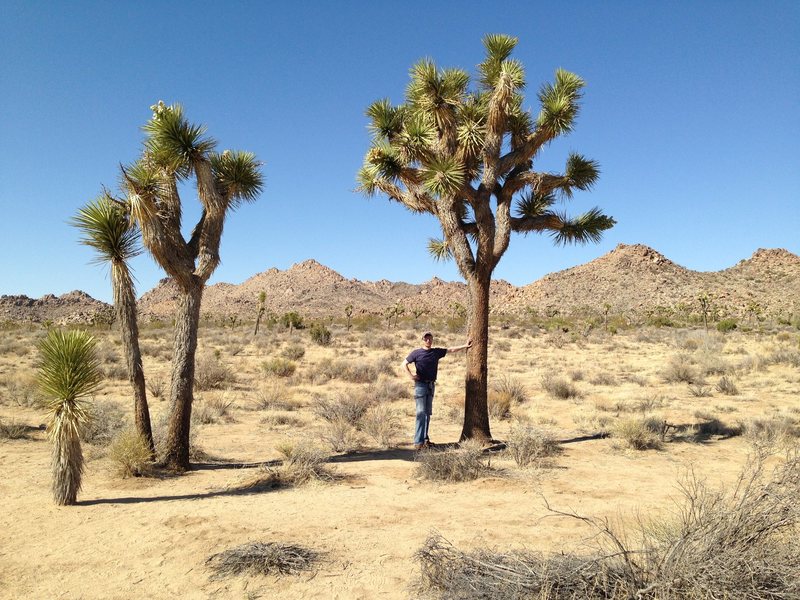 Joshua Tree