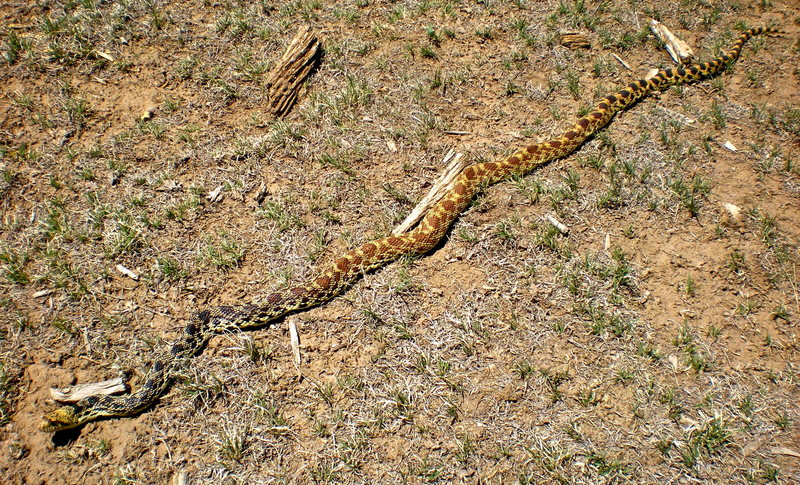 Mr. Bull Snake