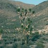 Blooming Joshua Tree near Hall of Horrors, Spring Break, 1985.