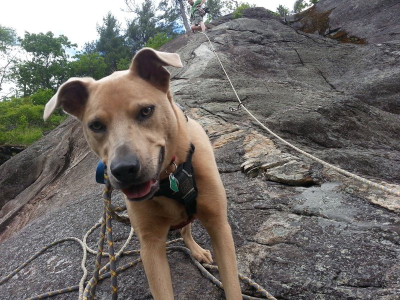 Shyla, roped in doing a Doggie Ascent of Clip-a-dee-doo-da