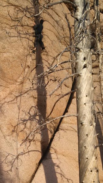 Jascha climbin' trees in evening light.