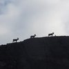 Big Horn Sheep atop West Wall