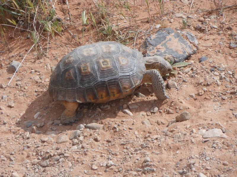 Desert tortoise eating greens along the trail to the Dog Wall.