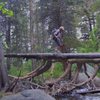 Doug crossing the creek on the scary log bridge