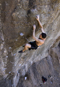 White Cougar working out on Buddhist Palm.