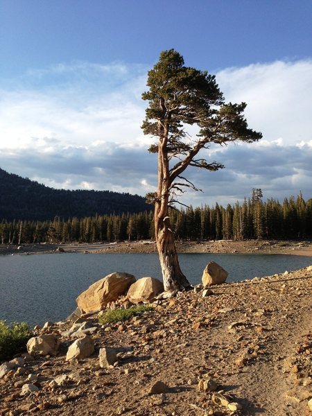 A lone tree stands proud on the shoreline of Horseshoe Lake