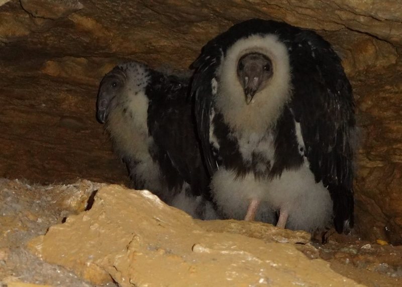 Aug 10, 2013 - look who's living in the eye of Cyclops! Maybe climb Ziploc or Suicide and see if they are home before climbing Cylcops anytime soon.  Photo: Angie Jacobsen