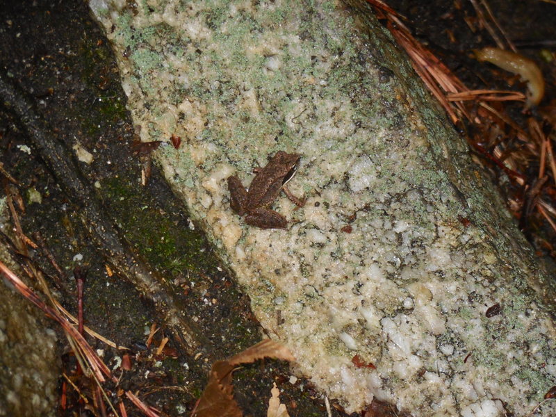 A young toad trying badly to camouflage among the rocks near The Slime Wall.