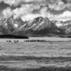 Panorama from Jackson Lake