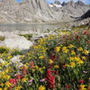 Flowers along the trail in Titcomb.