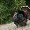 Wild turkey - looking more Montecito than Santa Barbara. <br>
<br>
Seen on an outing to Skofield Park.