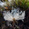 Wispy seeds.