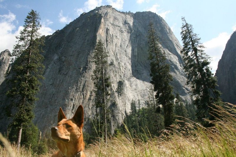 Bodhi Takes on Yosemite