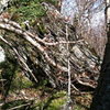 South side of Mouse Trap Boulder, as seen from Freezer.  The climbing is on the other(N) side.