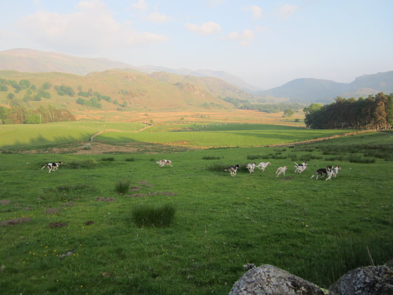 They are OFF on their ten mile run over walls streams and hills