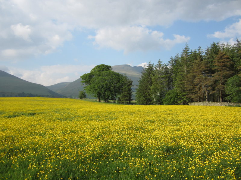 A field of Buttercups with the Blencathra Mountain in the background. Just outside the town of Keswick