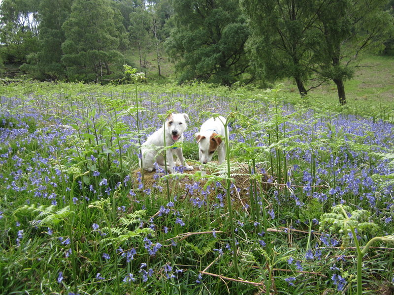 The terriers that came from the deserts of Utah to the bluebells and ferns of the Lake District