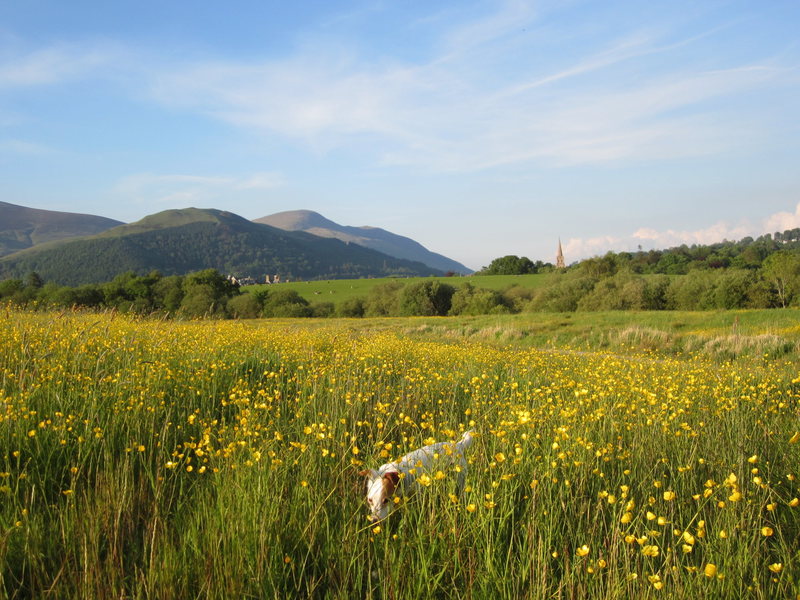 A field of Buttercups .. UK