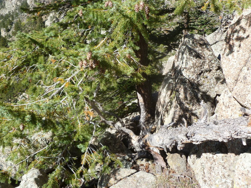 The live tree and the block behind it to its right make good anchors for the 4 crack routes.