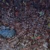 We built this small cairn to mark the otherwise barely detectable trail-head to the Reflector Oven.  It sits close to the more permanent three-trunk tree.