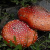 Fly Agaric