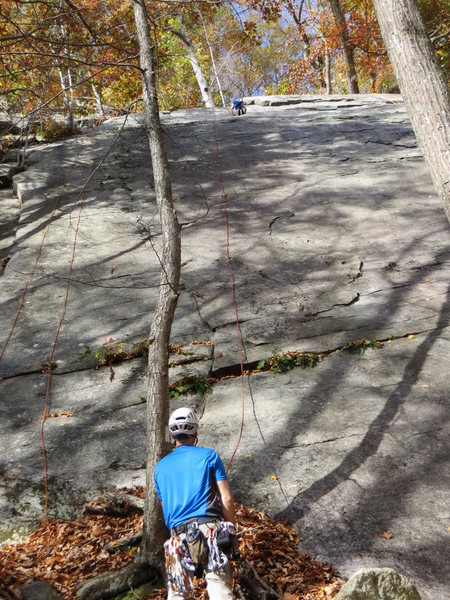 Falling Bodies follows the tree trunk (i.e., left of the topropers)