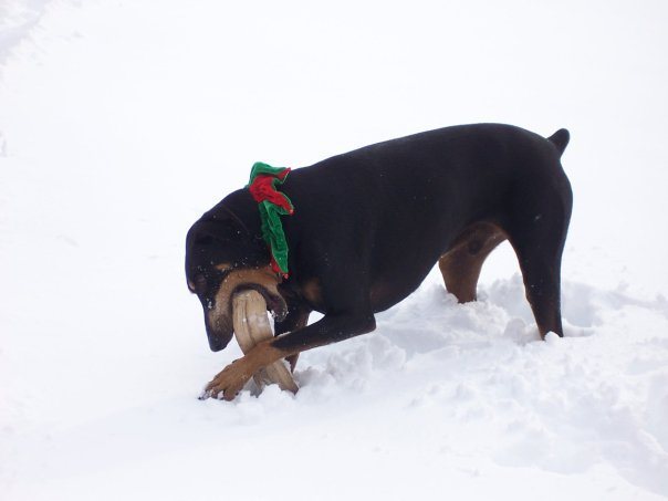 My old Doberman, Neo, circa 2009