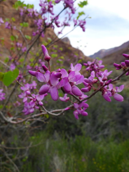 spring in the canyon