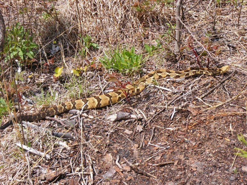 Timber Rattler on the approach trail to the NC Wall. 