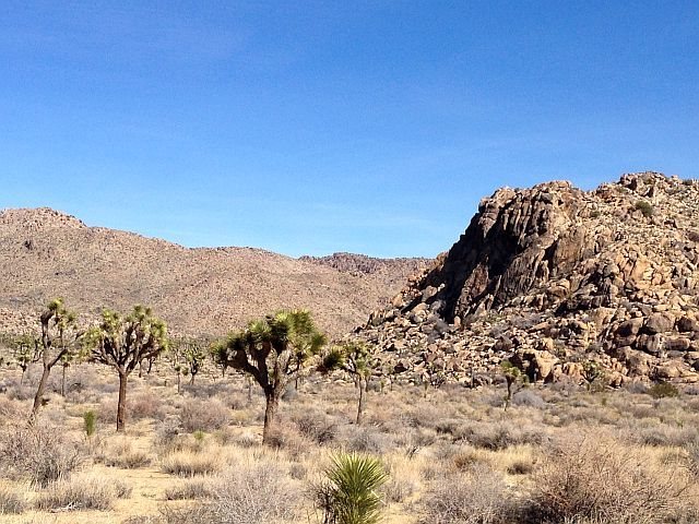 The Black Rocks, Joshua Tree NP 