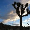 Joshua Tree sunrise, Joshua Tree NP 