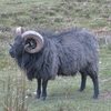 Local Ram .. Hairy Harry