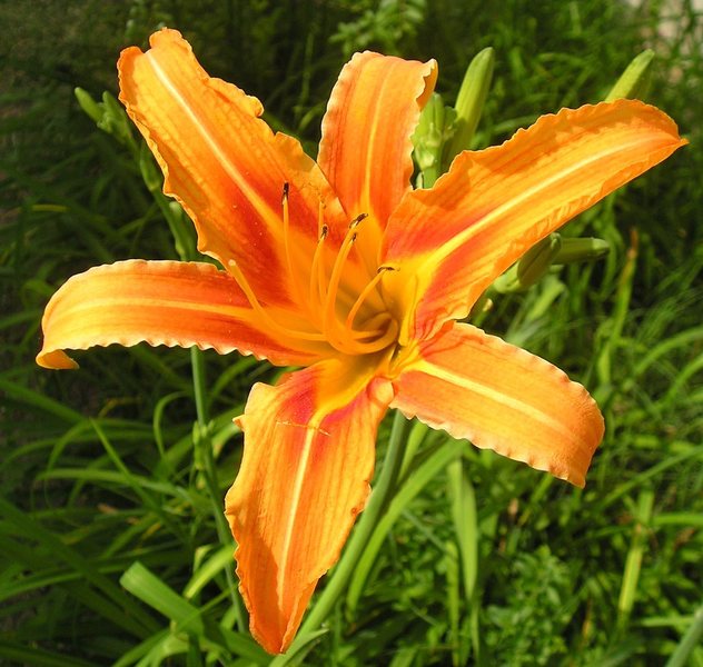 Day Lily.