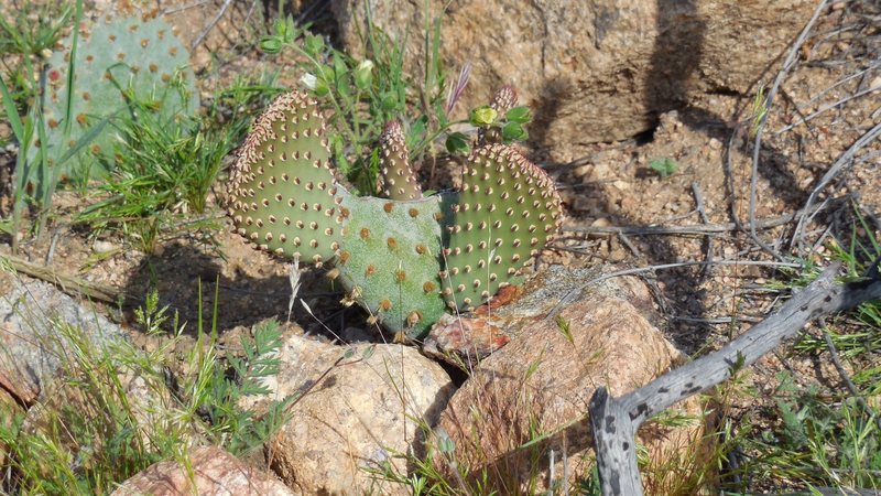 Looking good. That stem almost looks like a different stem than the one that was vandalized and broken in half by some thoughtless Texas Canyon visitor.