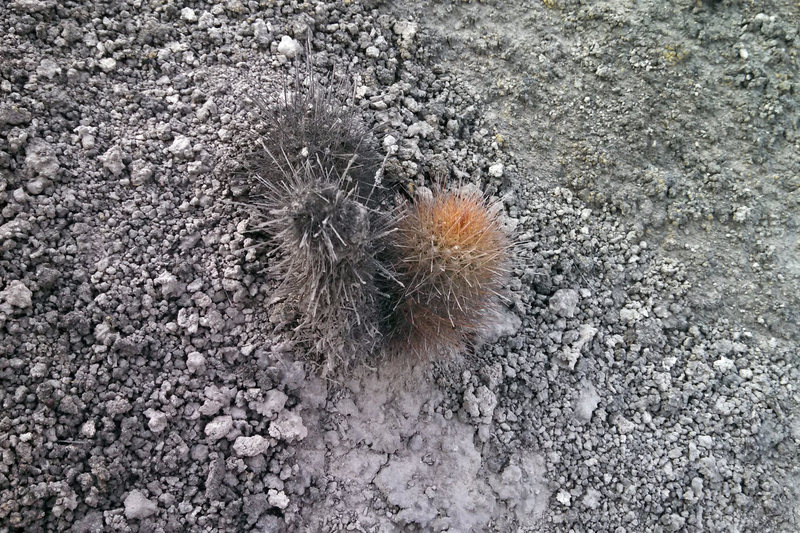 Most of the plant life here depends on the seasonal fog and occasional precipitation. Most everything, including cacti was dead on April 2014, this is the only cactus I found alive. Please don't disturb the plants in the area.