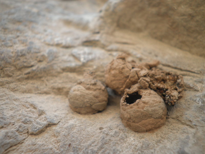 Potter wasp's nest right between holds, They look abandoned, be careful anyway.