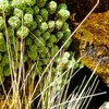 Plants near Laguna Paron