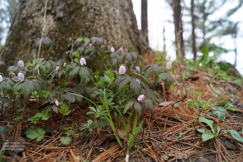 Spring ephemerals