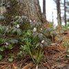 Spring ephemerals