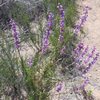 Wildflowers on the approach to the Spur.