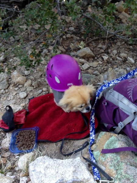 Mila wearing a helmet after being struck by a broken foothold.<br>
<br>
In all seriousness tie your dogs up outside the fall zone and have your belayer wear a helmet at this crag.