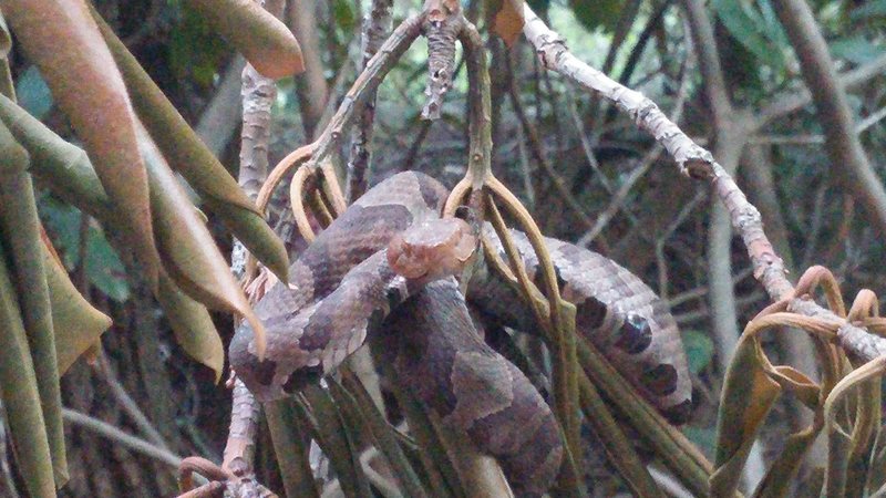 This nastly little guy got my belayer on the back of the head.  We didn't even know it until a couple hours later when he asked if that rhododendron that stabbed him was poisonous.