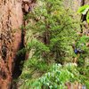 RED WALL<br>
<br>
Basic Training (5.8) Trad<br>
<br>
Crowders Mountain State Park, North Carolina