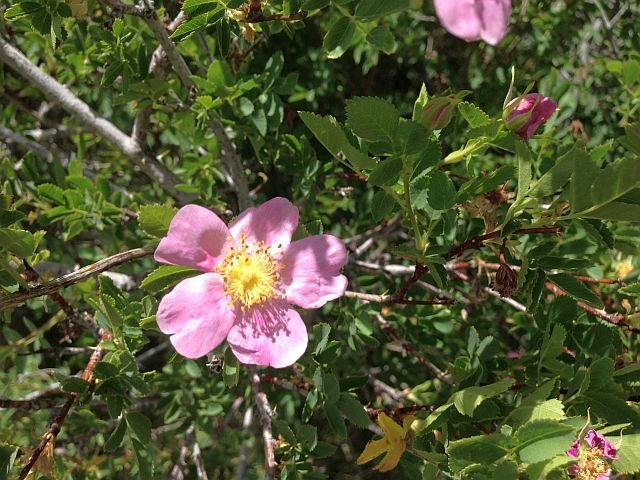 Wild Rose (Rosa californica), Holcomb Valley Pinnacles