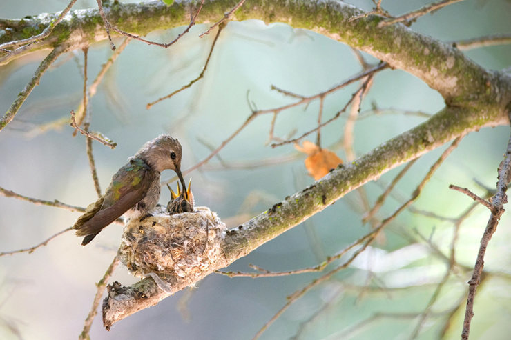 I have seen a lot of really cool things in San Ysidro Canyon over the years...but this is quite possibly the coolest.<br>
<br>
Anna's Hummingbird & chicks.