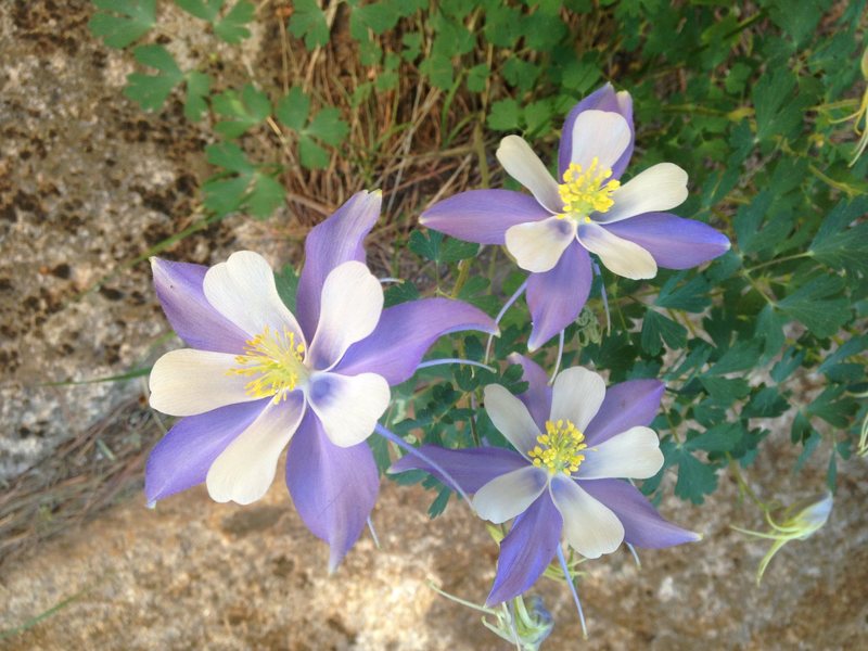 FLOWERS! I smell like flowers!