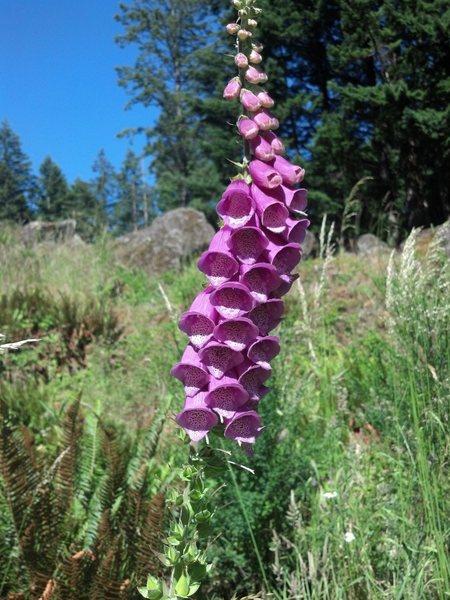 Blooming Foxglove at the Powerline area